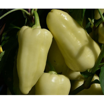 Kincsem F1 paprika sladká TV najrýchlejšie dozrievajúca odolná výnosná 250 semien