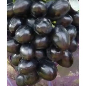 Krasa Balok vinič stolový skorý rezistentný prostokorenný