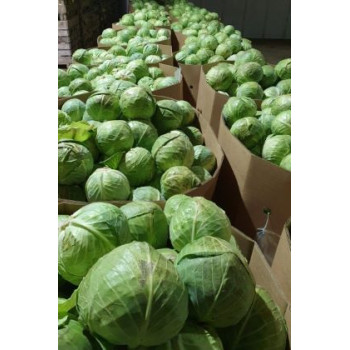 Kronos F1 kapusta neskorá veľká spracovanie skladovanie 1000 semien