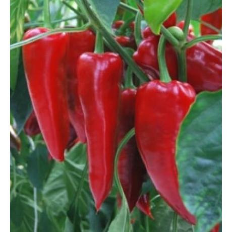 Lipari F1 paprika kápia rezistentná vonku najúrodnejšia 250 semien
