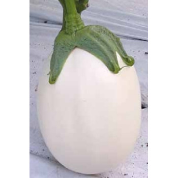 Luna F1 baklažán brilantne biely silný úrodný 100 semien