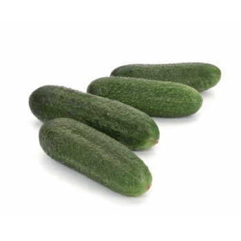 Majestosa F1 uhorka nakladačka partenokqarpická znáša menej svetla 250 semien PR