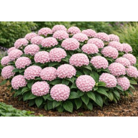 Candybelle Marshmallow hydrangea arborescens horte..