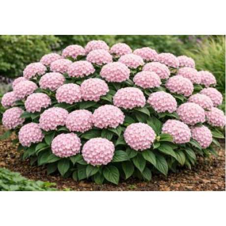 Candybelle Marshmallow hydrangea arborescens hortenzia stromčekovitá kontajner C3L