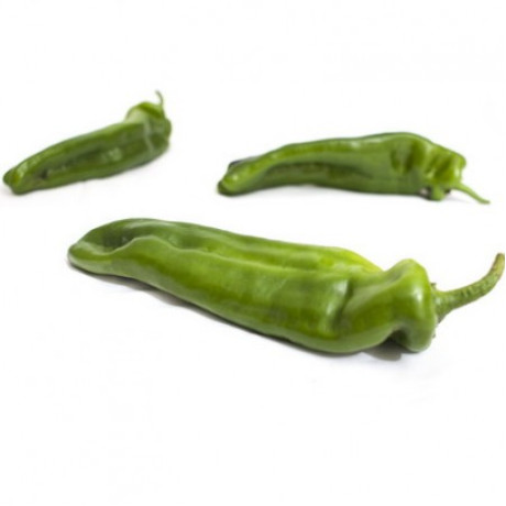 Massouda F1 Paprika Dulce Italiano sladká vynikajúca chuť výnosná 100 semien