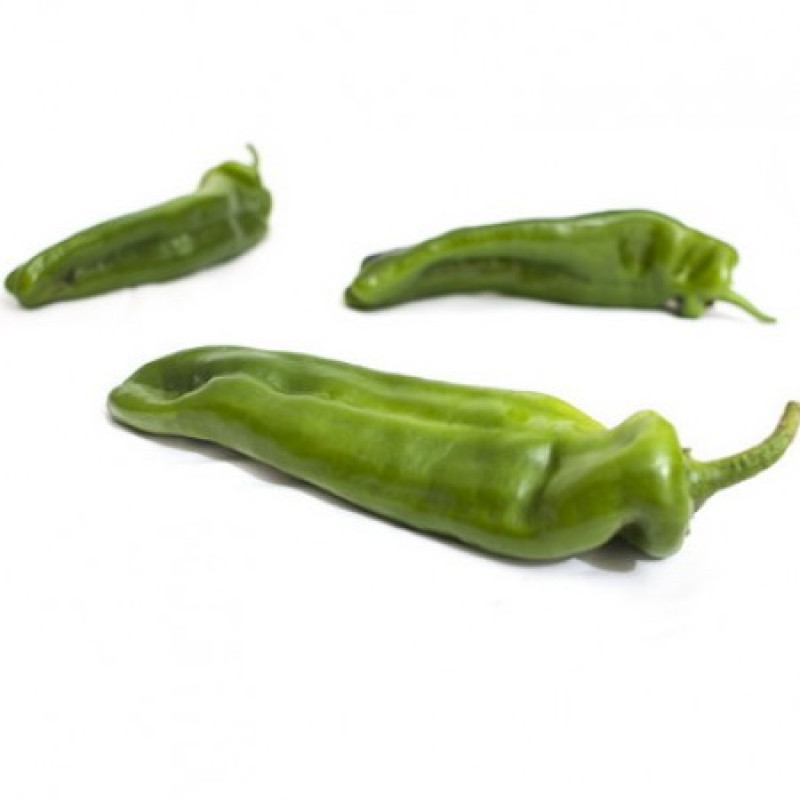 Massouda F1 Paprika Dulce Italiano sladká vynikajúca chuť výnosná 100 semien