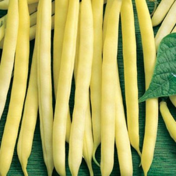 Maxidor fazuľa kríčkovitá dlhé struky 45 g