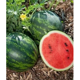 Mini Love F1 melón vodový veľmi skorý sladký málo ..