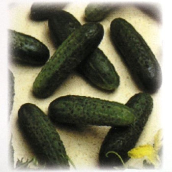 Mirabelle F1 uhorka nakladačka hruboostná partenokarpická rezistentná veľmi skorá 100 semien