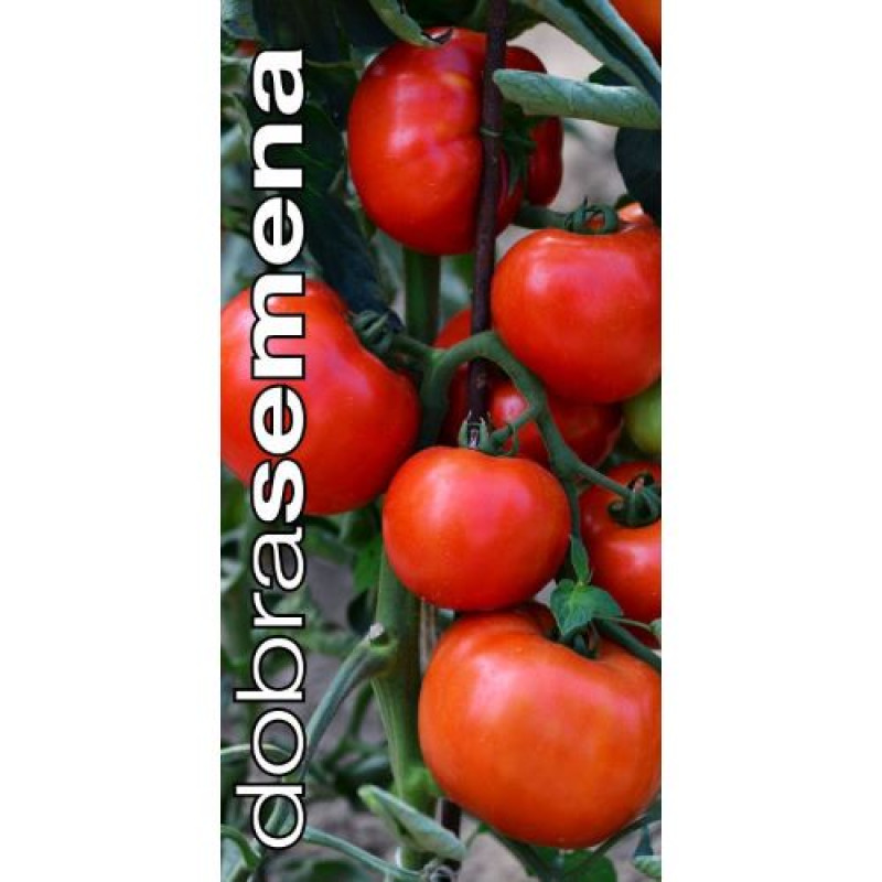 Mountain Merit F1 račiak rezistentný beafsteak vynikajúci 6 semien