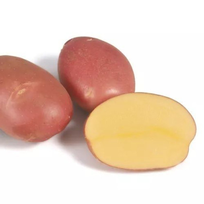 Mozart sadbové zemiaky odolné suchu chrastavitosti AB mini hľúzy 28-35mm nemorené  50 ks