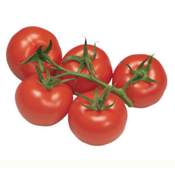 Newton F1 paradajka kolíková rezistentná nepraská 100 semien