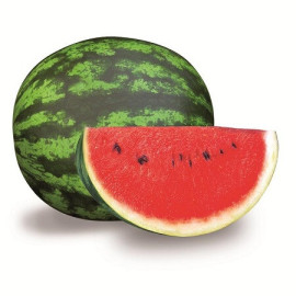 Oneida F1 melón vodový skorý výborný malé zrnká 10..