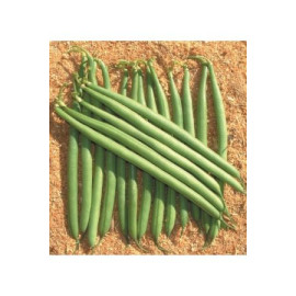 Paulista fazuľa kríčková lúsková zelená bez vlákie..