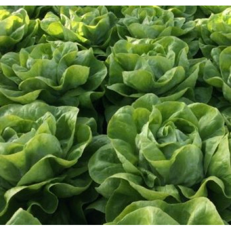 Pia hlávkový šalát veľmi skorý nevybieha nehnije znáša menej svetla 5000 semien