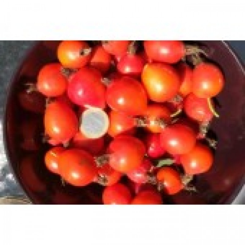 Karpatia plodová ruža kvetináč 11cm