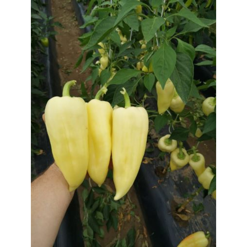 Polaris paprika sladká do extrémných podmienok rezistentná 100 semien