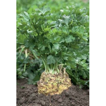 President zeler buľvový všestranný znáša nepriaznivé podmienky 10 000 semien