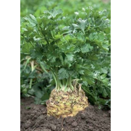 President zeler buľvový všestranný znáša nepriaznivé podmienky 10 000 semien