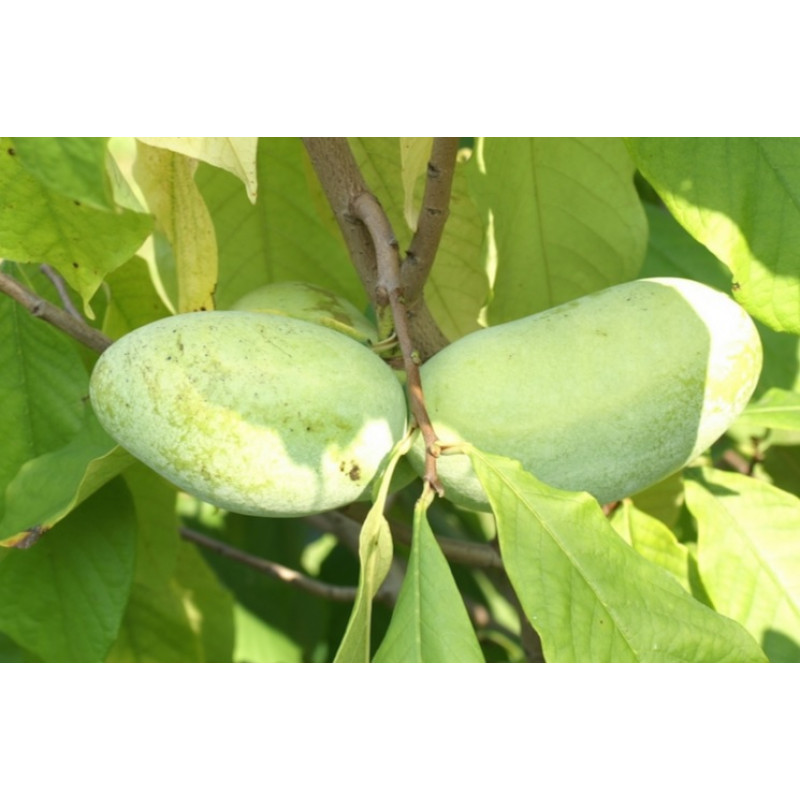 Gent Bloom Paw paw Asimina triloba 