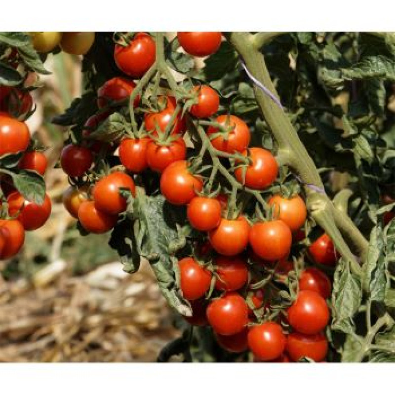 Primabella paradajka kolíková kokteilová vysoko odolná nepraská 10 semien