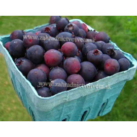 Prince William muchovník aljašská čučoriedka ker k..