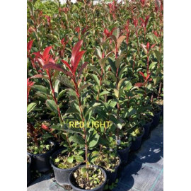 Red Light Photinia Fraseri Červienka ker C3L / 30-..