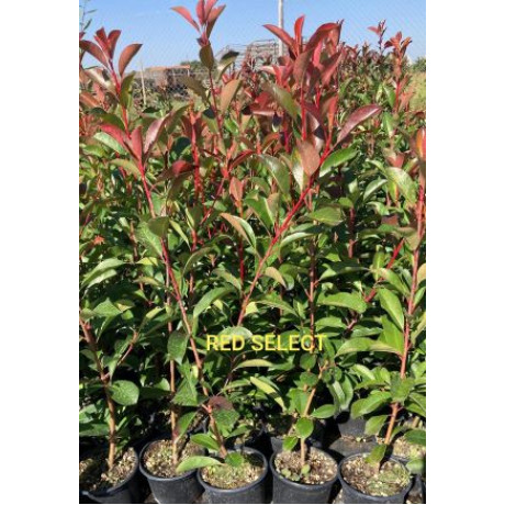 Red Select Photinia červienka ker kontajner P12cm