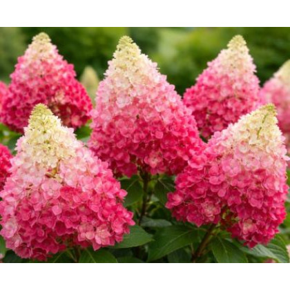 Redlight hydrangea paniculata hortenzia metlinatá kompaktná kontajner C3L