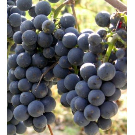 Regent vinič muštový rezistentný prostokorenný..