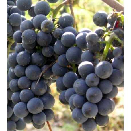 Regent vinič muštový rezistentný prostokorenný