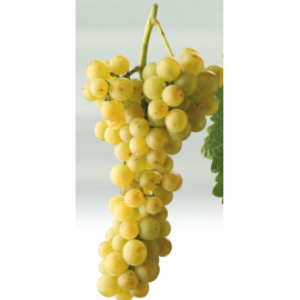 Rinot vinič muštový odolný kvalitné víno prostokor..