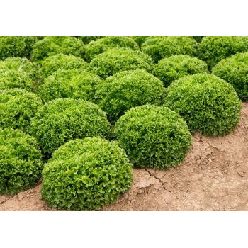 Salanova šalát nevybieha celoročné pestovanie 1000 obaľované semená