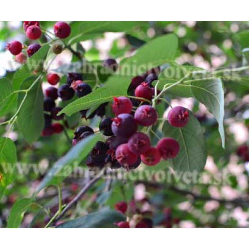 Smoky muchovník amelanchier aljašská čučoriedka velkoplodý C2L