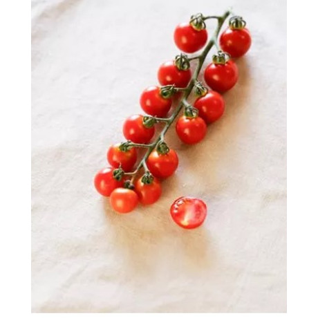 Solena Sweet Passion F1 paradajka kolíková cherry výnimočná sladkám chuť rezistentná vrúbľovaná 1ks