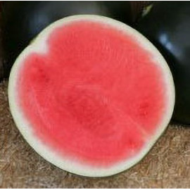 Gambey F1 melón vodový bezsemenný skorý vynikajúca..