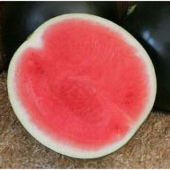 Style F1 melón vodový bezsemenný skorý kvalitný chutný vrúbľovaný 1ks