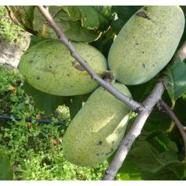 Sunflower paw paw asimina triloba kontajner C5L / ..
