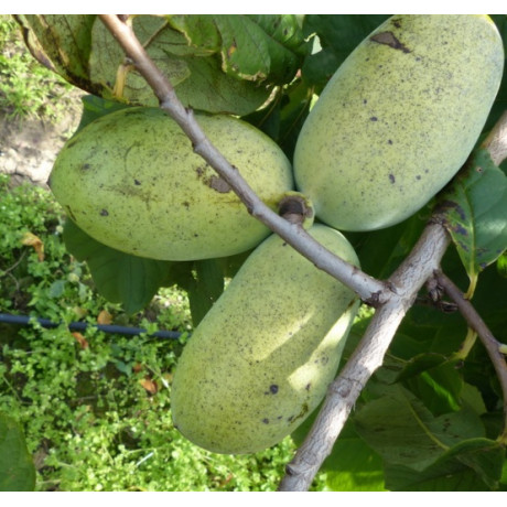 Sunflower paw paw asimina triloba kontajner C5L / 60-80cm