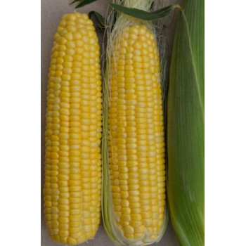 SV1446SD F1 kukurica super sladká rezistentná vynikajúca chuť 25 g cca 200 semien