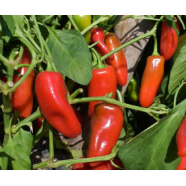 Svejk F1 paprika snacková štipľavá chutná výnosná ..