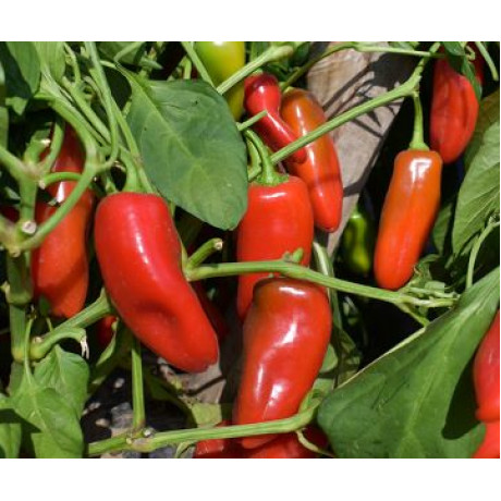 Svejk F1 paprika snacková štipľavá chutná výnosná 250 semien