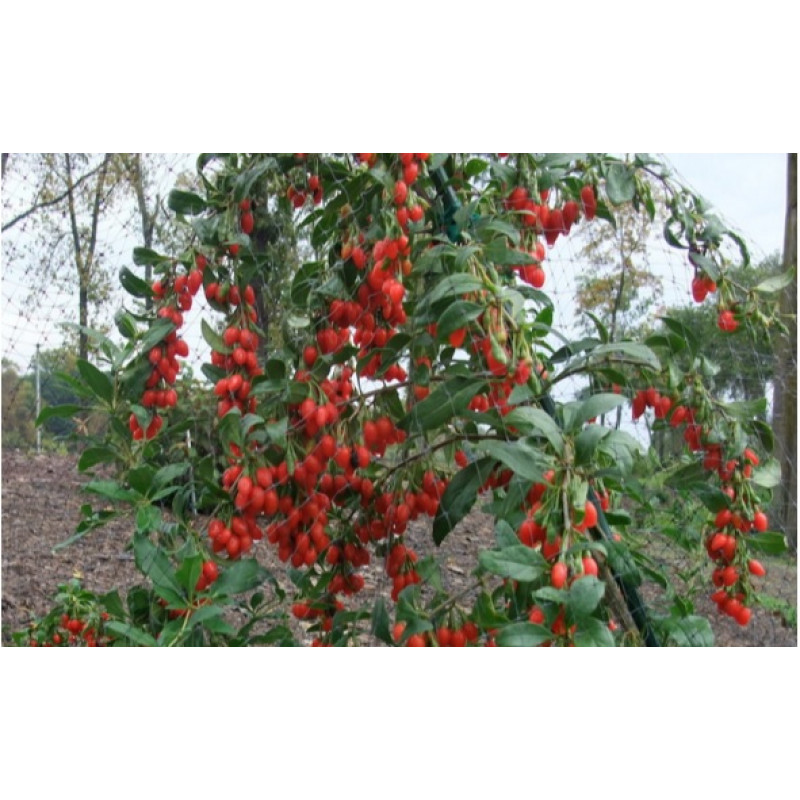 Sweet Lifeberry goji