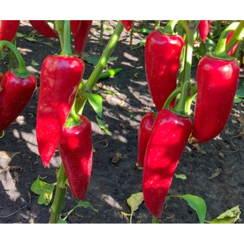 Szilaj F1 paprika koreninová mierne štipľavá odolná výnosná 250 semien
