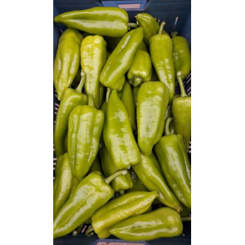 Topzel F1 paprika sladká skorá znáša výkyvy počasia 100 semien