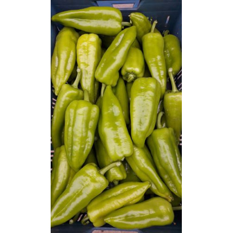 Topzel F1 paprika sladká skorá znáša výkyvy počasia 100 semien