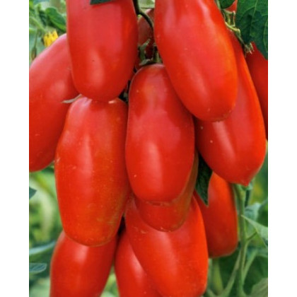 Tuma Red F1 paradajka typu San Marzano vrúbľovaná 1ks