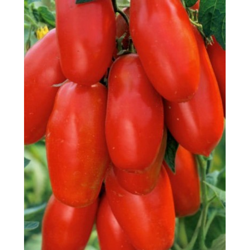 Tuma Red F1 paradajka typu San Marzano vrúbľovaná 1ks