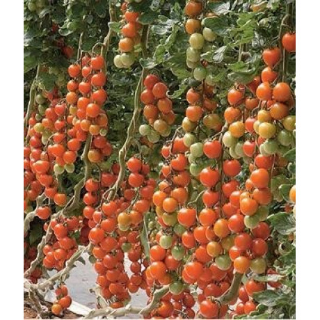 Tyty F1 paradajka kokteilova kolíková vysoko rezistentná nepraská 20 semien