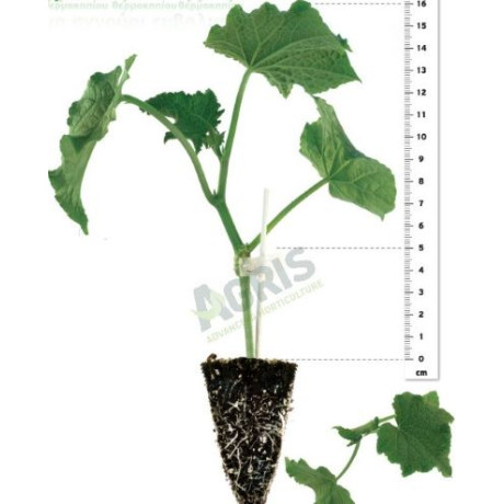 Midios F1 Melva uhorka šalátová rezistentná vysoko úrodná vrúbľovaná 1ks